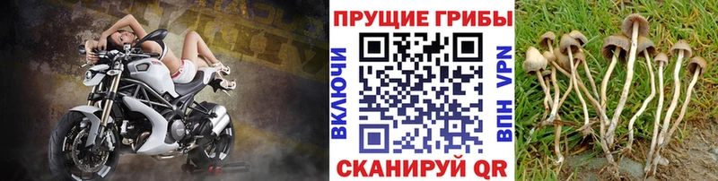 Галлюциногенные грибы мухоморы  Купить  Шарыпово 